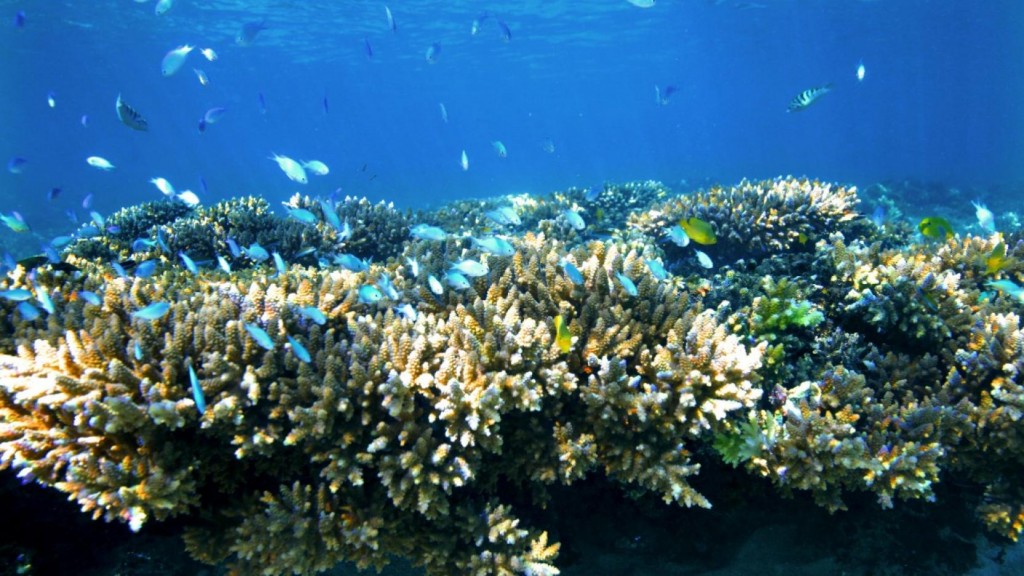Corais de Ningaloo