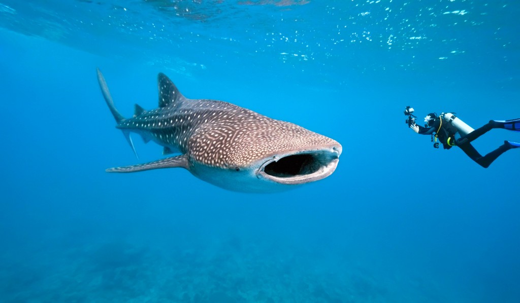 Ningaloo - Austrália - Mergulho com Tubarão-Baleia