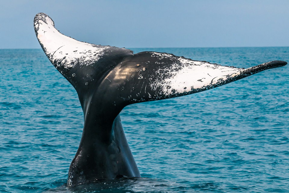 Baleia jubarte em Abrolhos - Bahia | Crédito: Shutterstock